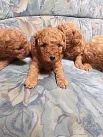 Cuccioli barboncini toy Maschi e Femmine