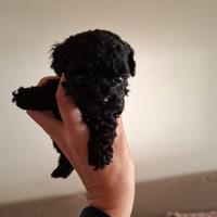 Barboncina Total blek tea cap