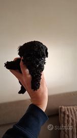 Barboncina Total blek tea cap