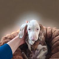 Bassotto kaninchen Piebald