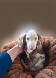 Bassotto kaninchen Piebald