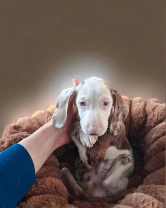 Bassotto kaninchen Piebald