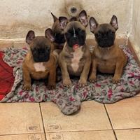 Bulldog francesi fulvi