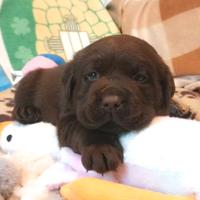 Cuccioli di labrador cioccolato