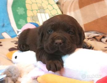 Cuccioli di labrador cioccolato