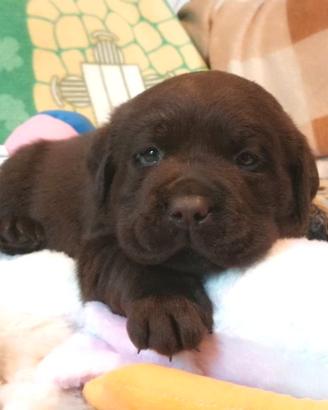Cuccioli di labrador cioccolato