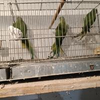 Parrocchetti dal collare