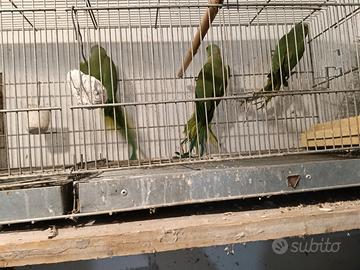 Parrocchetti dal collare