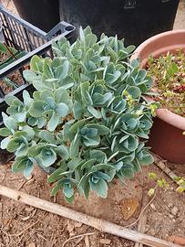 Piante