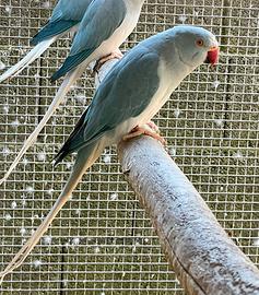 Parrocchetti dal collare