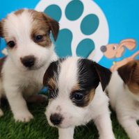 Jack Russell broken con pedigree