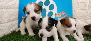 Jack Russell broken con pedigree