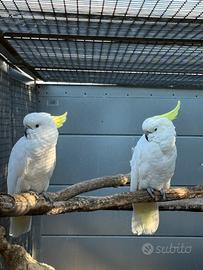 Femmine cacatua Galerita Eleonora