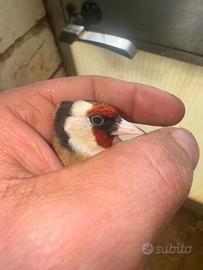 Cardellino