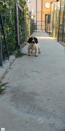 Cuccioli springer spaniel