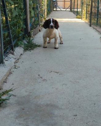 Cuccioli springer spaniel