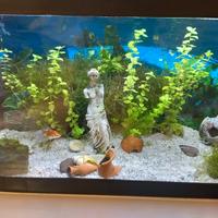 Acquario 60 litri 
