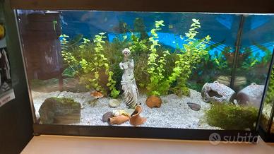 Acquario 60 litri 