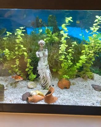 Acquario 60 litri 