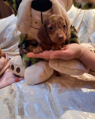 Cuccioli di bassotto arlecchino cioccolato