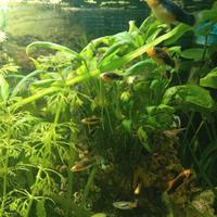 Pesci Platy black Orange & Orange black