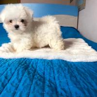 Maltesi miniToy nati in casa cn attestato di razza