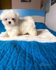 Maltesi miniToy nati in casa cn attestato di razza