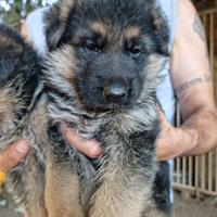 Cuccioli pastore tedescho