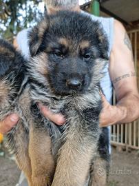Cuccioli pastore tedescho