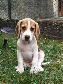Beagle