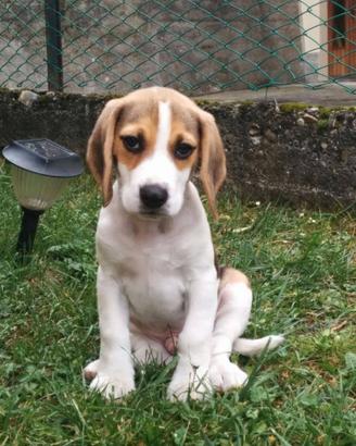 Beagle