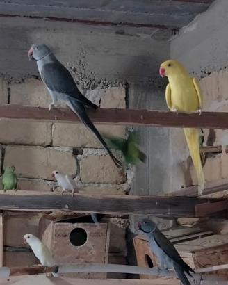 Pappagalli parrocchetti