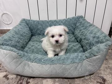 Maltese toy