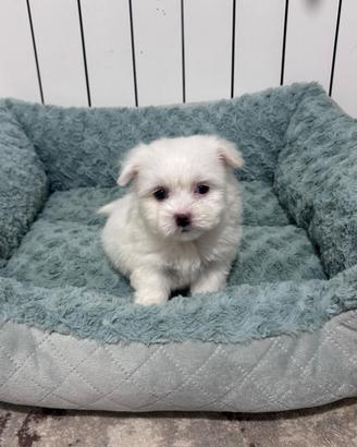 Maltese toy