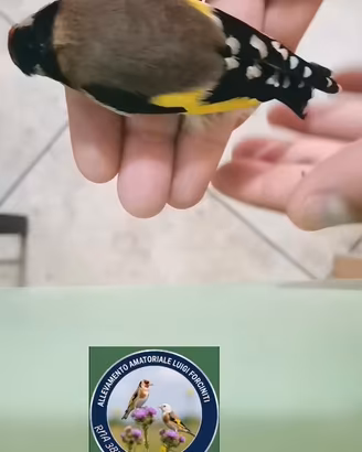 Uccelli 
