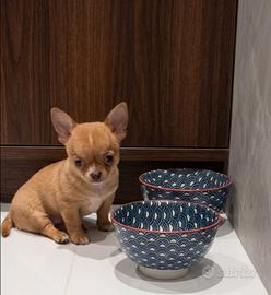 Cucciolo chihuahua