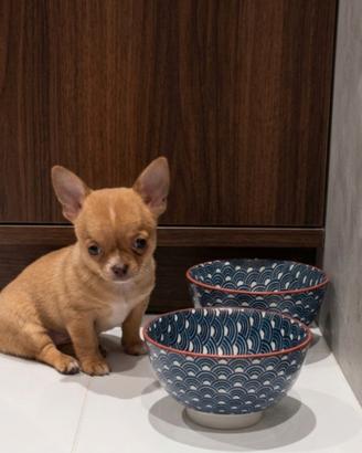 Cucciolo chihuahua