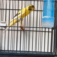 Canarini llarguet spagnolo