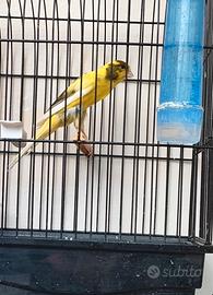 Canarini llarguet spagnolo