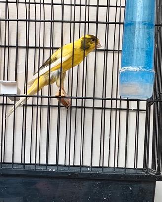 Canarini llarguet spagnolo