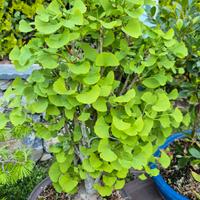 ginkgo bonsai