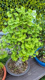 ginkgo bonsai