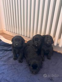 Cuccioli di Labrador
