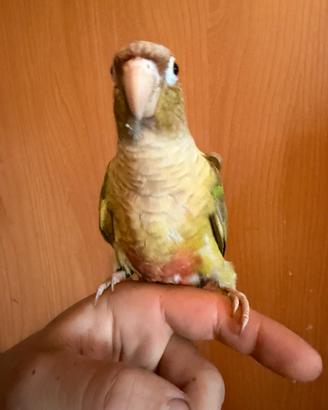 Pyrrhura allevati a mano
