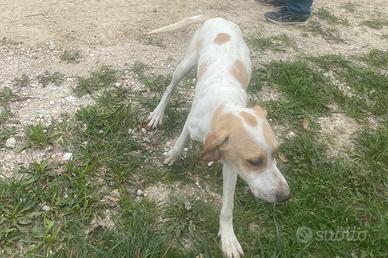 Cuccioli Pointer 6 mesi - Predisposizione tartufo