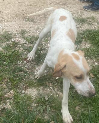 Cuccioli Pointer 6 mesi - Predisposizione tartufo