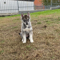 Cuccioli siberian husky con pedigree