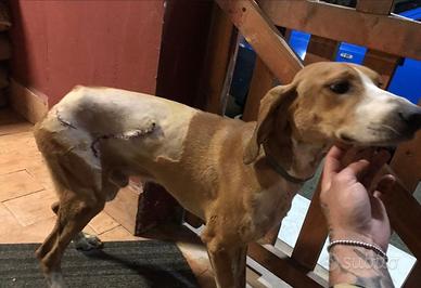 Segugio maremmano da cinghiale