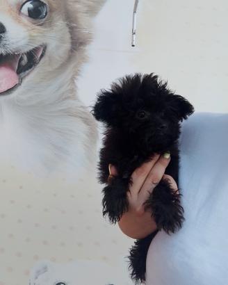 Barboncino Maltipoo Mini Maschietto