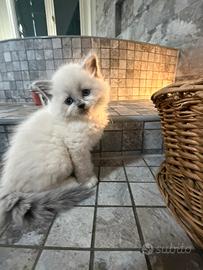 Gatti siberiani